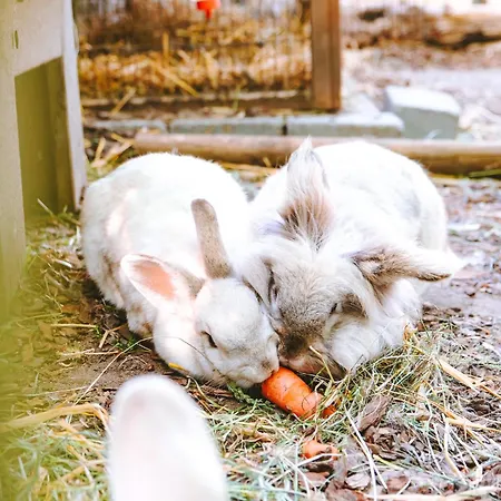 ラグジュアリーテント Domo Camp - Glamping Camp